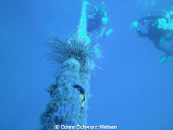 I took this at the end of a wreck dive whilst doing my sa... by Donna Schwarz-Nielsen 